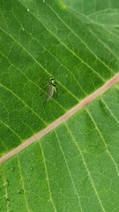 Condylostylus comatus