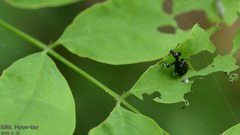 Apoderinae