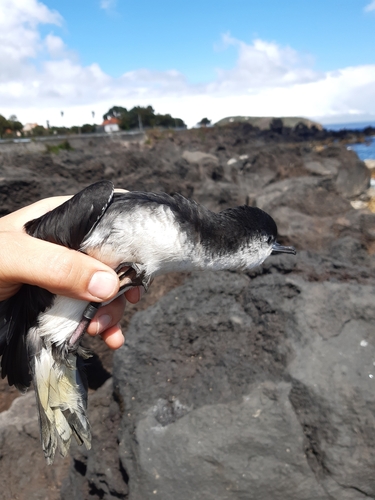Puffin de Macaronésie