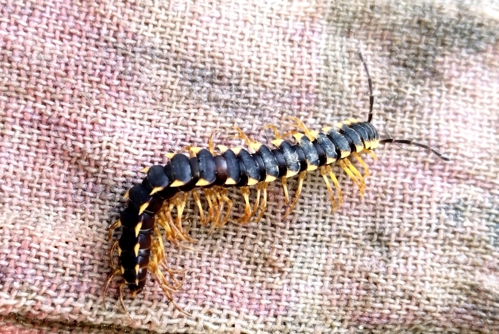 Chondromorpha xanthotricha from Chandrapur, IN-MH, IN on July 23, 2024 ...