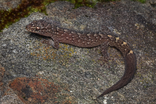 Christinus marmoratus (Gray, 1845)