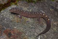 Marbled Gecko photo 1