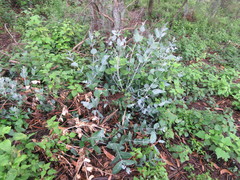 Eucalyptus melliodora