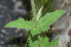 Scrophularia herminii