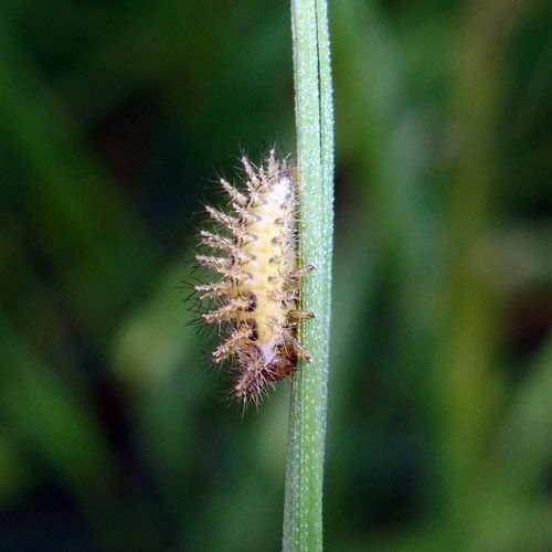 24-spot Ladybird