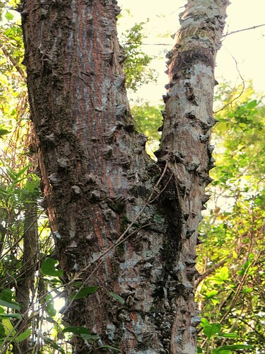 Image of Anadenanthera macrocarpa by (c) Gustavo Sandres, some rights reserved (CC BY-SA)