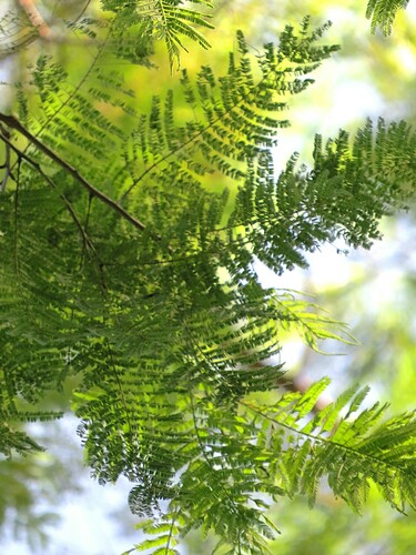 Image of Anadenanthera macrocarpa by (c) Gustavo Sandres, some rights reserved (CC BY-SA)