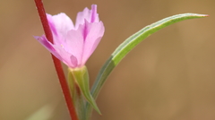 Clarkia williamsonii
