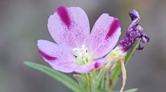 Clarkia williamsonii