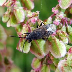Peritrechus geniculatus