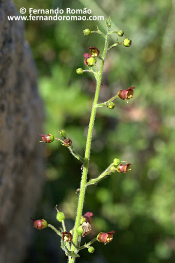 Scrophularia herminii