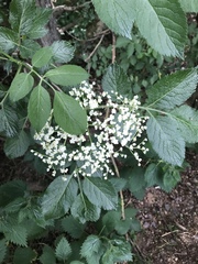 Sambucus nigra