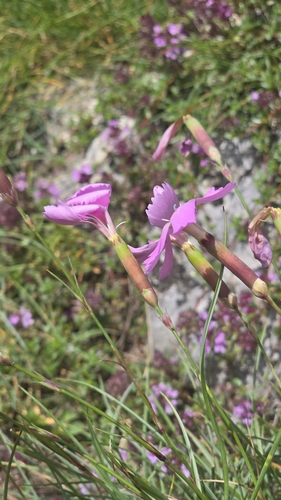 Image of Dianthus inodorus by (c) Stéphane Bonhomme, some rights reserved (CC BY)