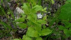 Stellaria bungeana