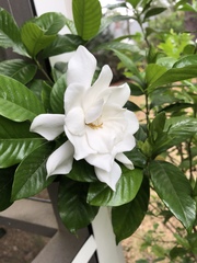 Gardenia jasminoides