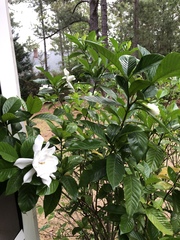 Gardenia jasminoides