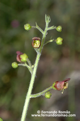 Scrophularia herminii