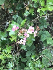 Crataegus monogyna