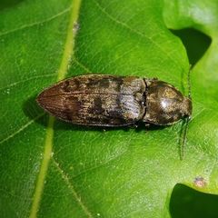 Prosternon tessellatum