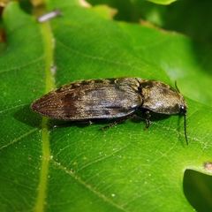 Prosternon tessellatum