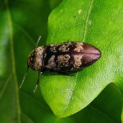 Prosternon tessellatum