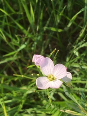 Cardamine pratensis