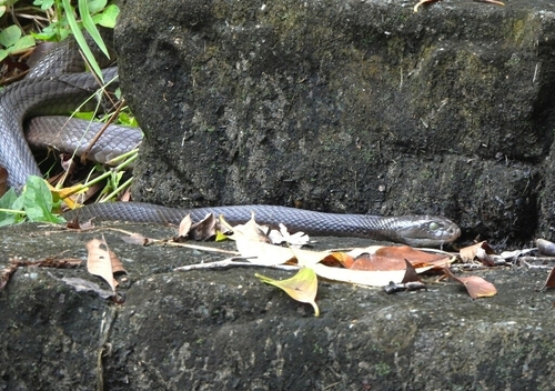 Coastal Taipan sighting