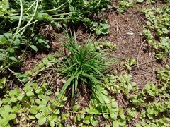 Carex digitata