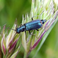 Cordylepherus viridis