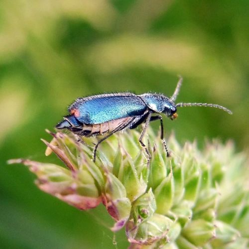 Cordylepherus viridis nuotrauka