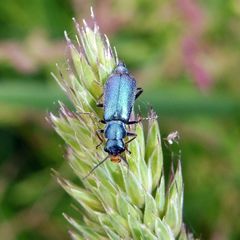 Cordylepherus viridis