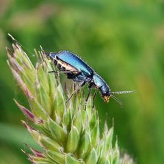 Cordylepherus viridis