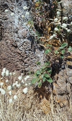 Eriogonum nudum auriculatum