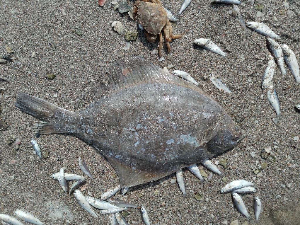 Black Sea Flounder