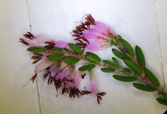 Erica ecklonii