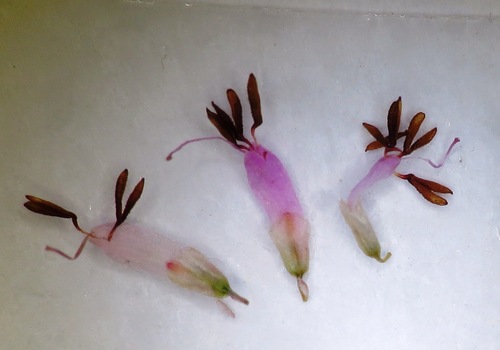 Image of Erica ecklonii by (c) linkie, some rights reserved (CC BY)