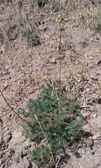 Acaena pinnatifida californica