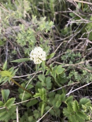 Valeriana californica