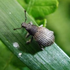 Attactagenus plumbeus