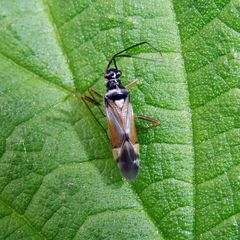 Cyllecoris histrionius