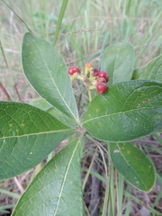 Psychotria eminiana