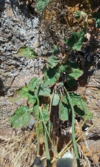 Eriogonum nudum auriculatum