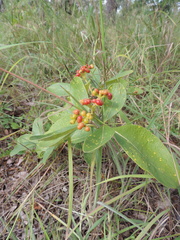 Psychotria eminiana