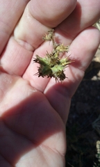 Acaena pinnatifida californica