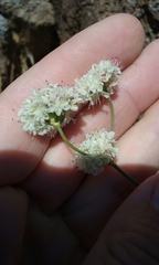 Eriogonum nudum auriculatum
