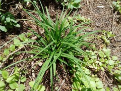 Carex digitata