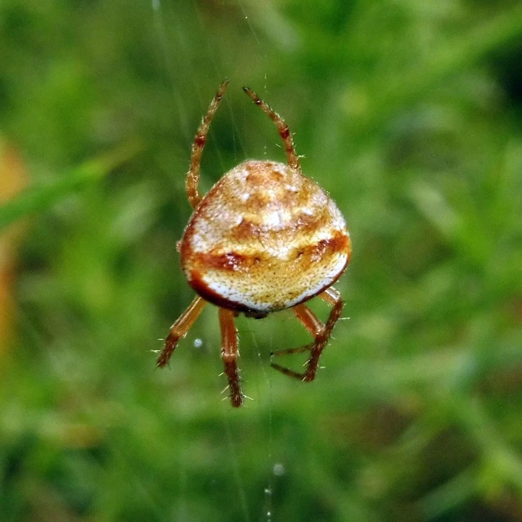 Deciduous Orbweaver