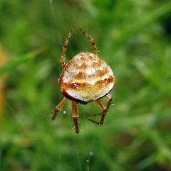 Araneus triguttatus