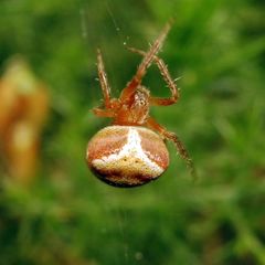 Araneus triguttatus