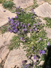 Astragalus laxmannii robustior